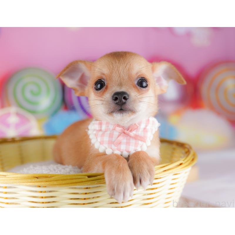 販売中の千葉県のチワワ(スムースコート)-425126の7枚目