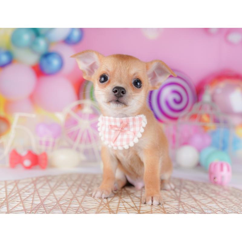 販売中の千葉県のチワワ(スムースコート)-425126の6枚目