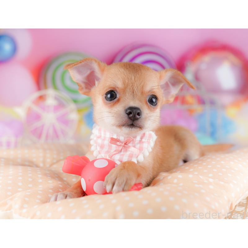 販売中の千葉県のチワワ(スムースコート)-425126の5枚目