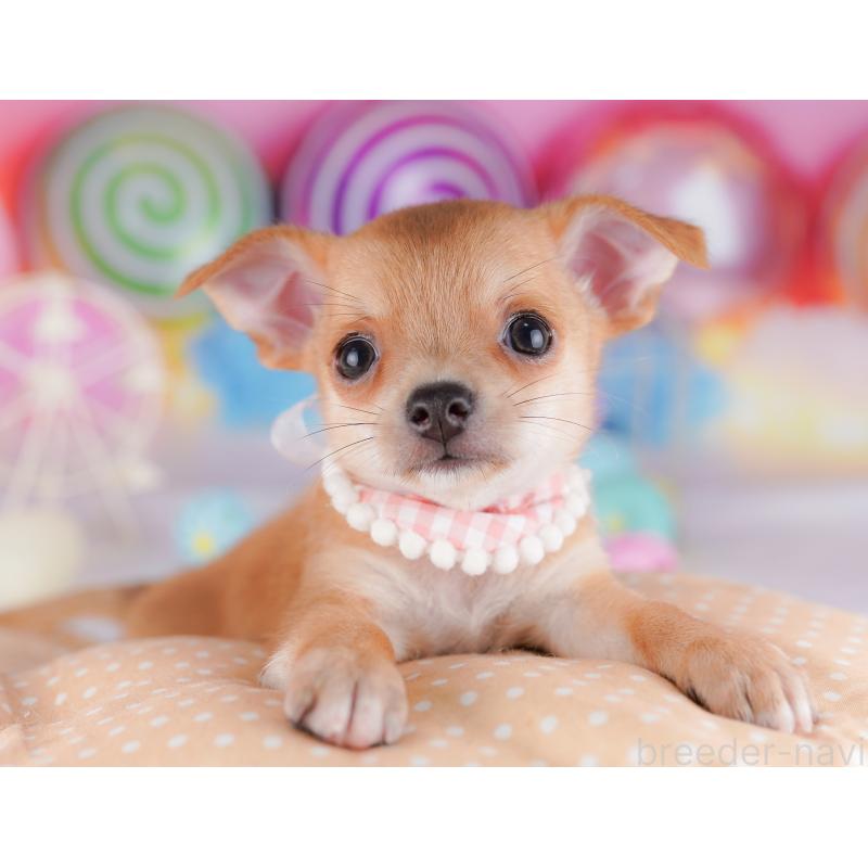 販売中の千葉県のチワワ(スムースコート)-425126の4枚目