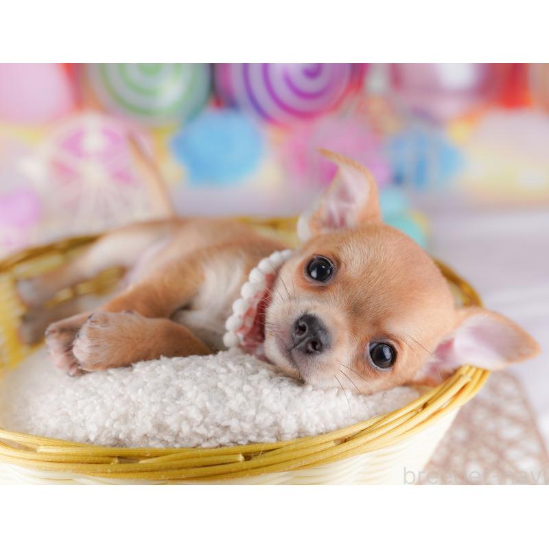 販売中の千葉県のチワワ(スムースコート)-425126の3枚目