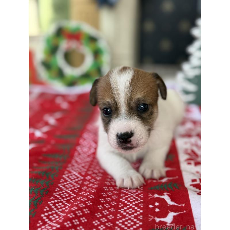 販売中の宮崎県のジャックラッセルテリア-425124の6枚目