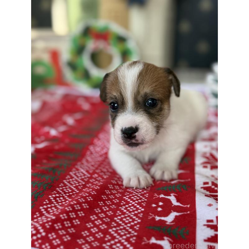 販売中の宮崎県のジャックラッセルテリア-425124の5枚目