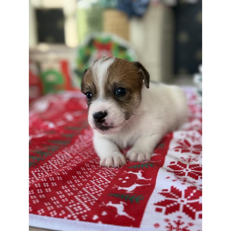 販売中の宮崎県のジャックラッセルテリア-425124の4枚目