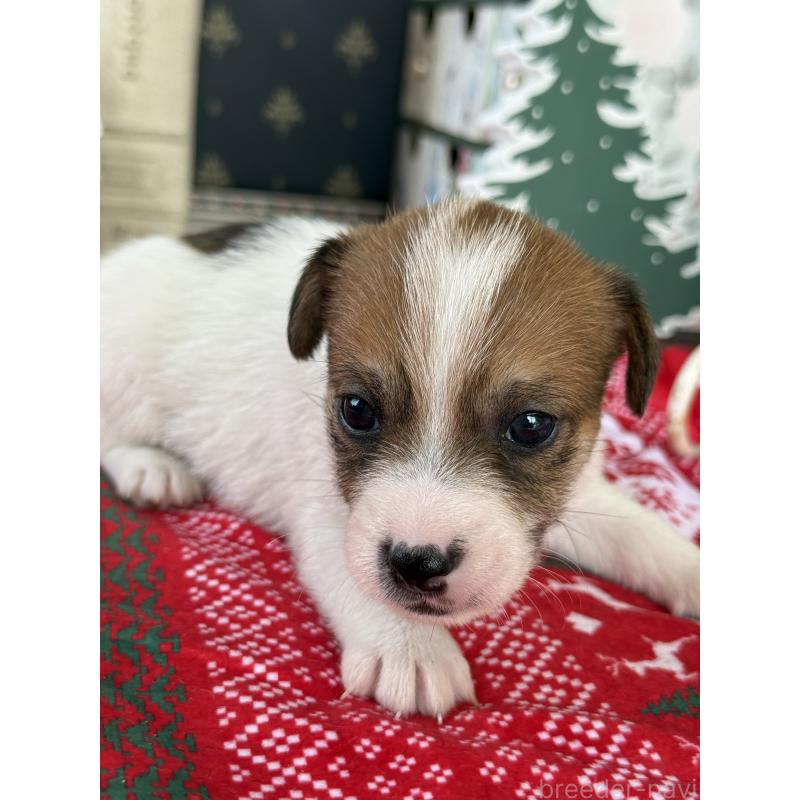 販売中の宮崎県のジャックラッセルテリア-425124の3枚目