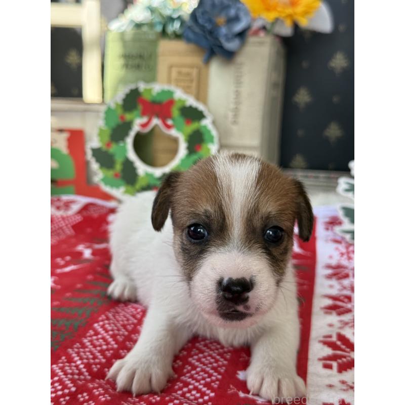 販売中の宮崎県のジャックラッセルテリア-425124の2枚目