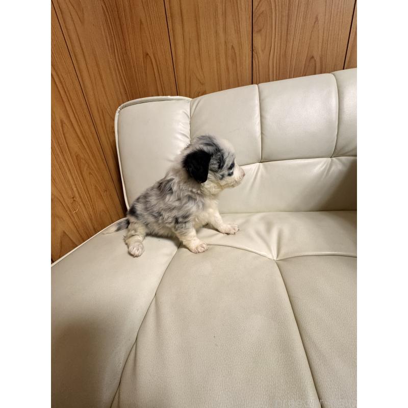 販売中の静岡県のボーダーコリー-425129の6枚目