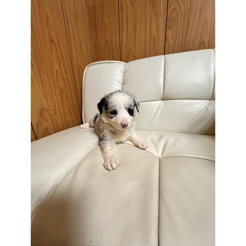 販売中の静岡県のボーダーコリー-425129の5枚目