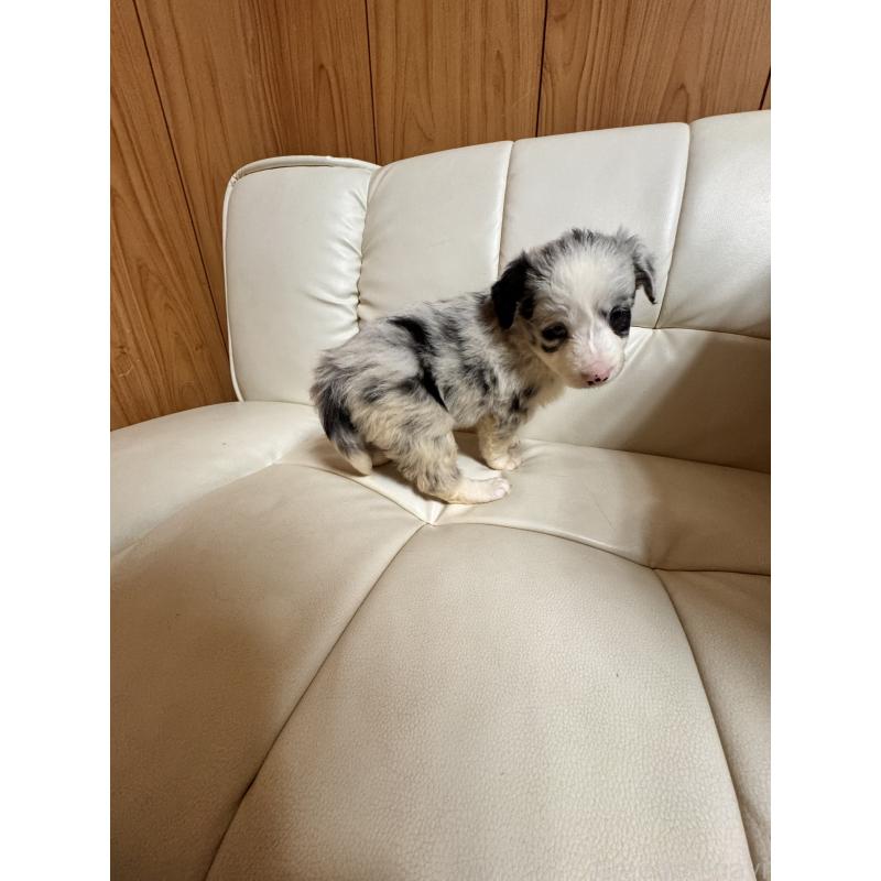 販売中の静岡県のボーダーコリー-425129の4枚目