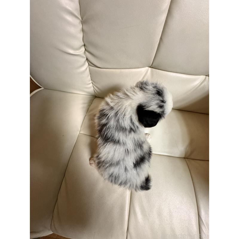 販売中の静岡県のボーダーコリー-425129の3枚目