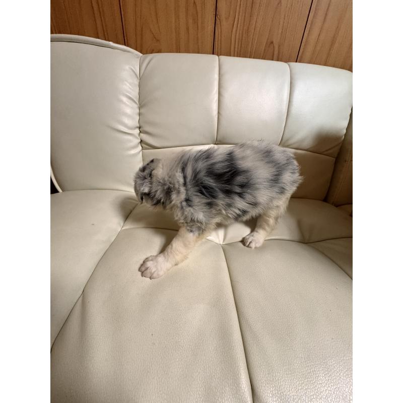 販売中の静岡県のボーダーコリー-425129の2枚目