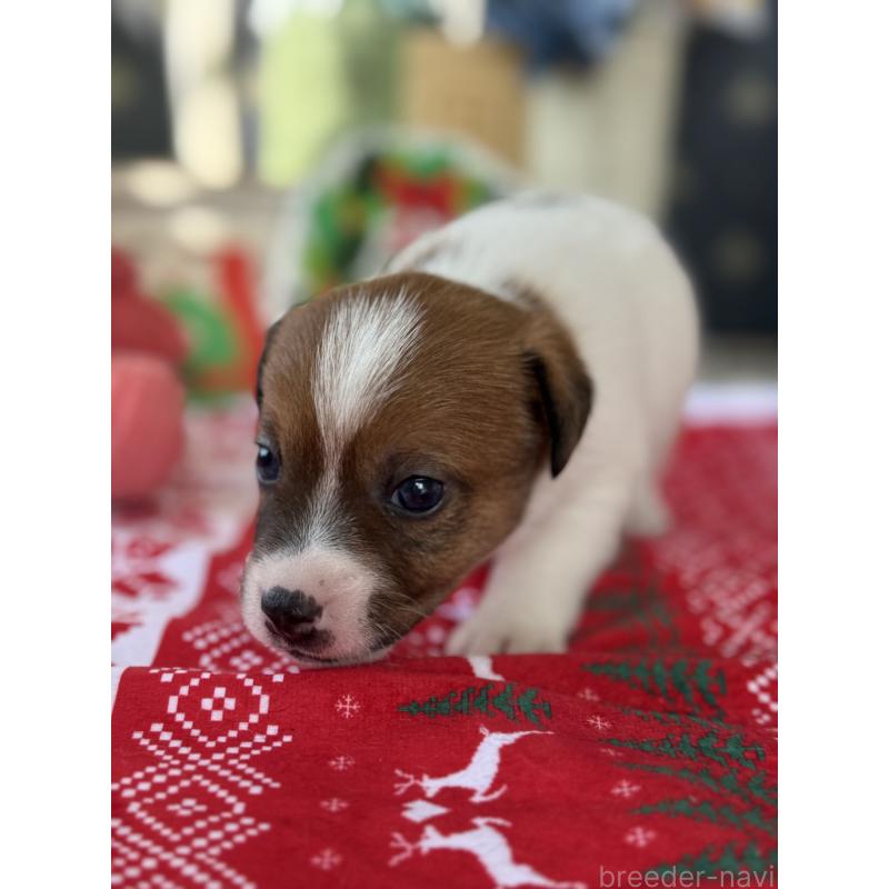 販売中の宮崎県のジャックラッセルテリア-425127の6枚目