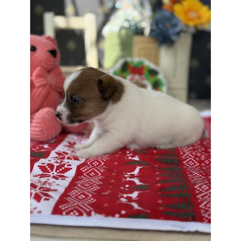 販売中の宮崎県のジャックラッセルテリア-425127の5枚目