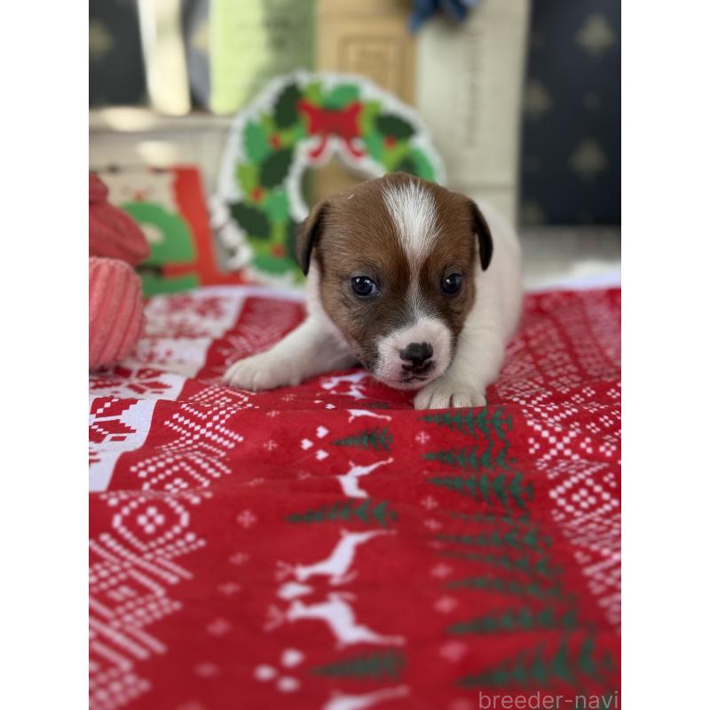 販売中の宮崎県のジャックラッセルテリア-425127の4枚目