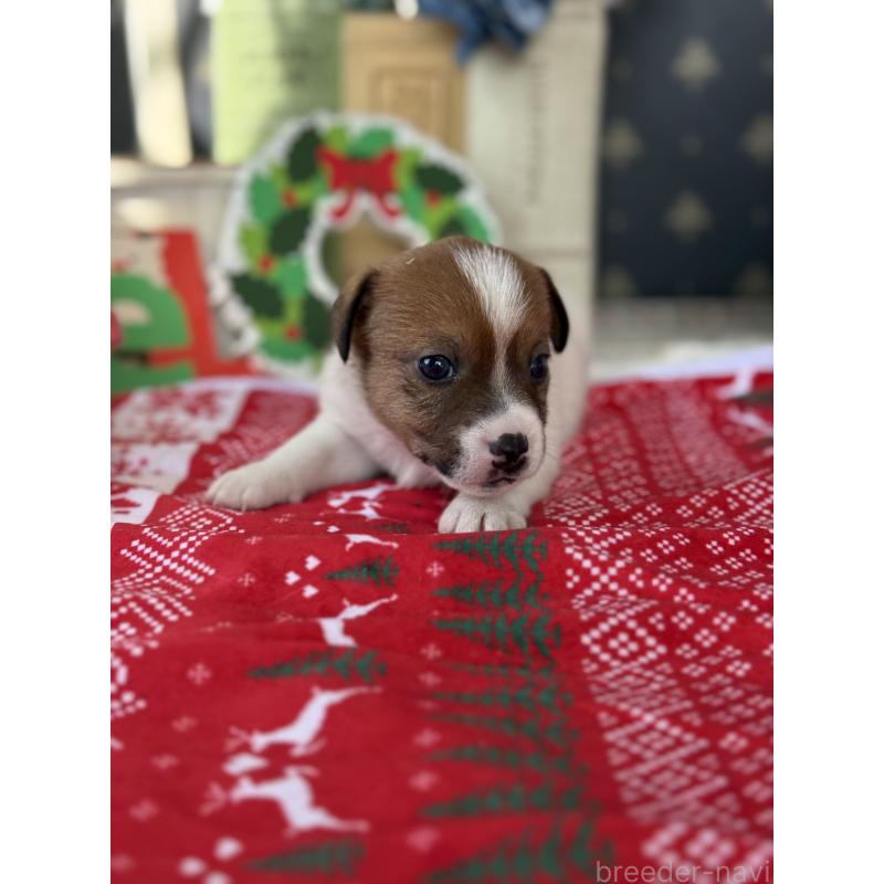 販売中の宮崎県のジャックラッセルテリア-425127の3枚目