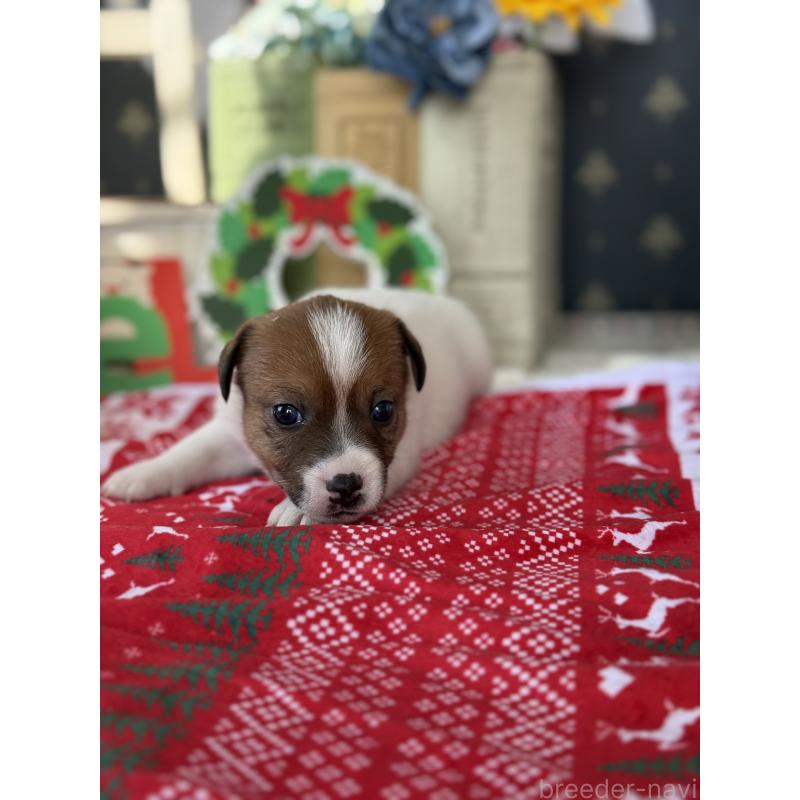 販売中の宮崎県のジャックラッセルテリア-425127の2枚目