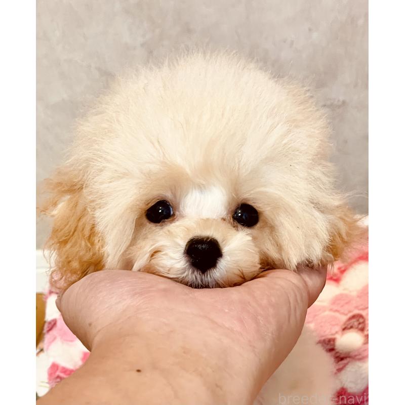 販売中の宮城県のティーカッププードル-423047の4枚目