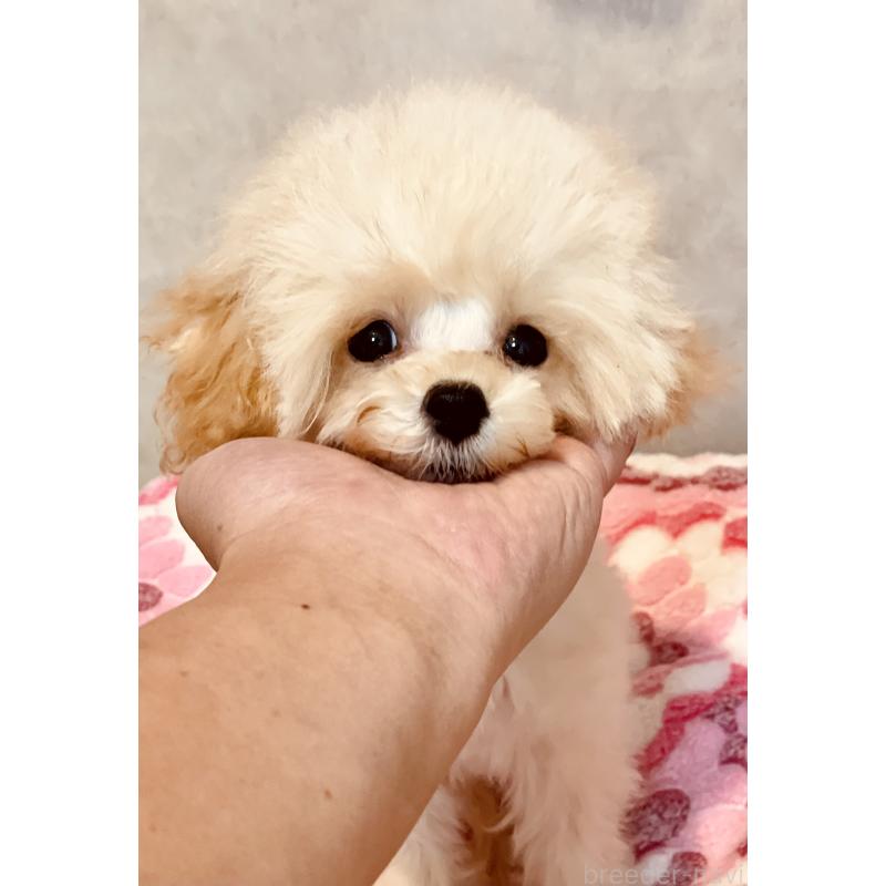 販売中の宮城県のティーカッププードル-423047の3枚目