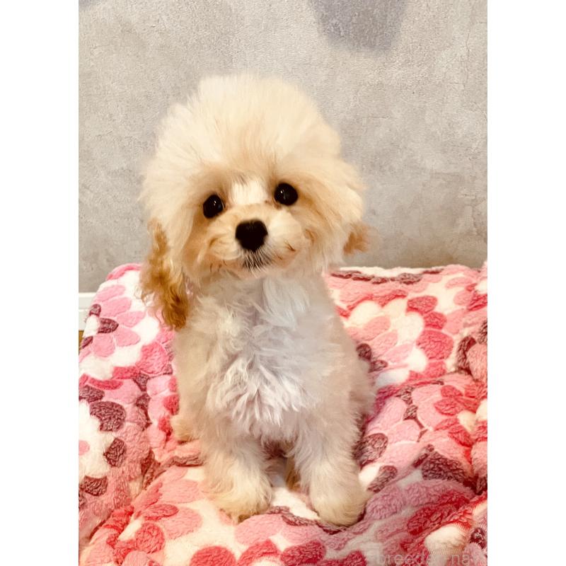 販売中の宮城県のティーカッププードル-423047の2枚目