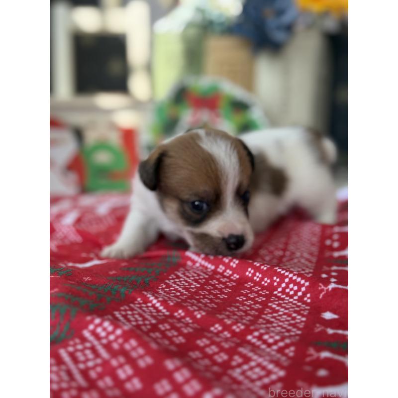 販売中の宮崎県のジャックラッセルテリア-425128の8枚目