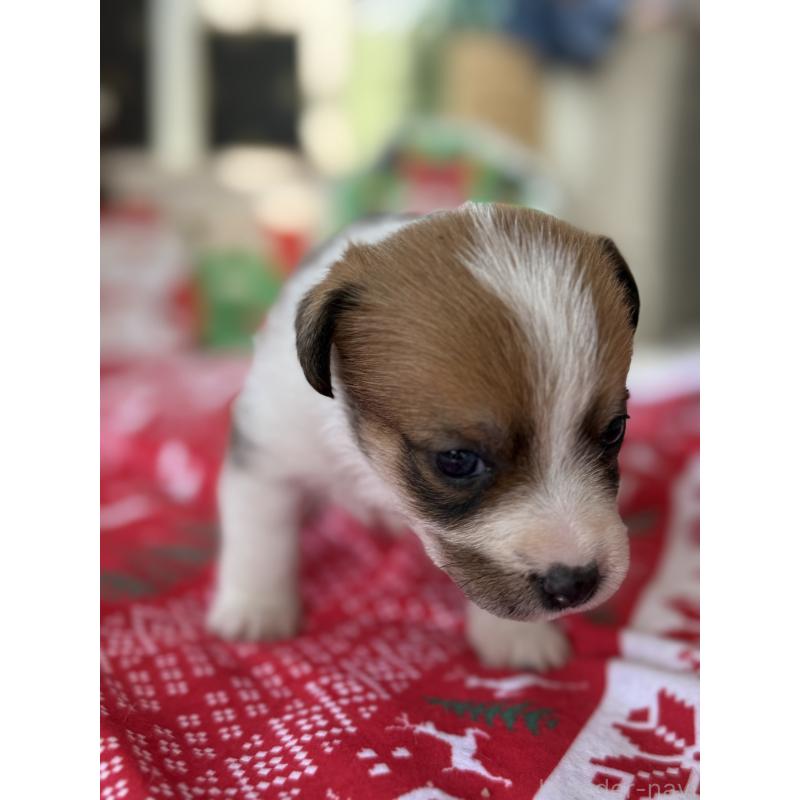 販売中の宮崎県のジャックラッセルテリア-425128の6枚目