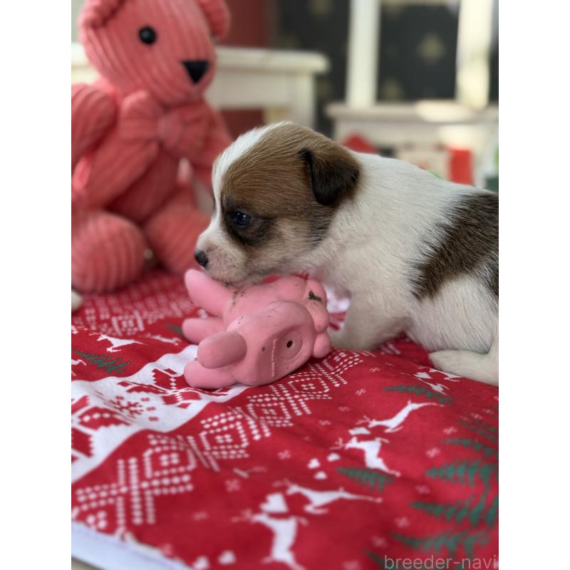 販売中の宮崎県のジャックラッセルテリア-425128の5枚目