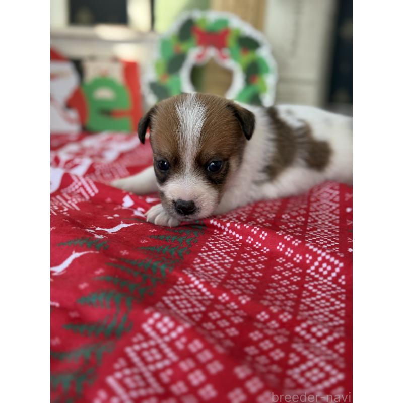 販売中の宮崎県のジャックラッセルテリア-425128の4枚目