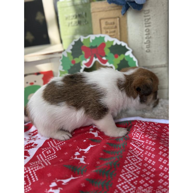 販売中の宮崎県のジャックラッセルテリア-425128の3枚目