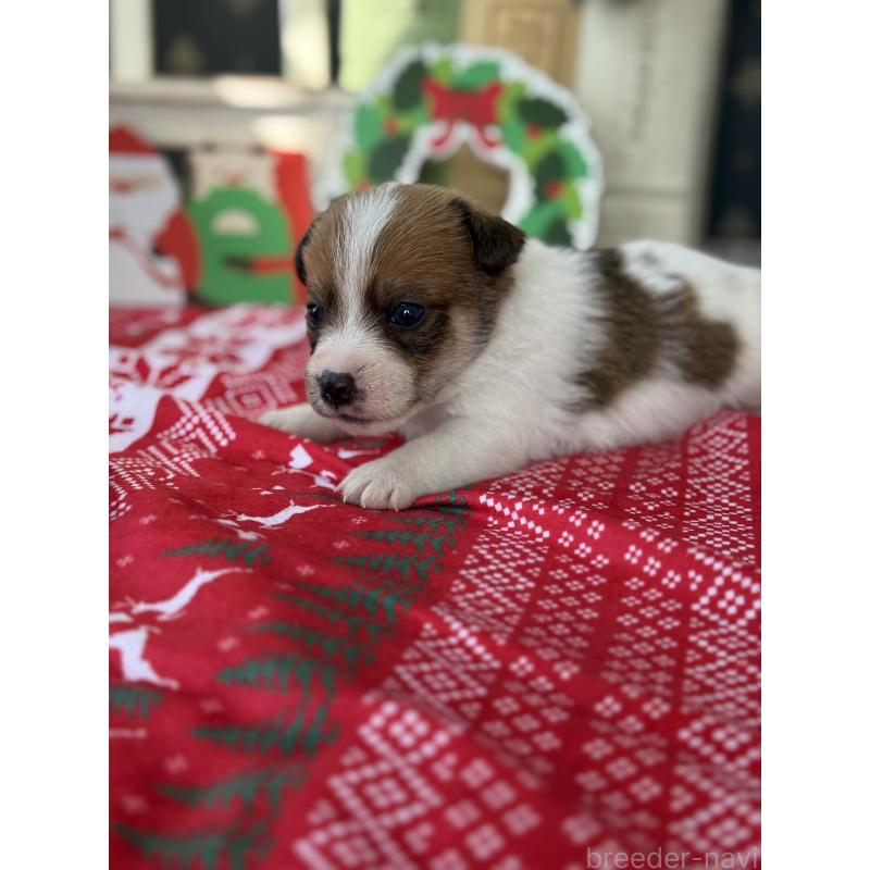 販売中の宮崎県のジャックラッセルテリア-425128の2枚目