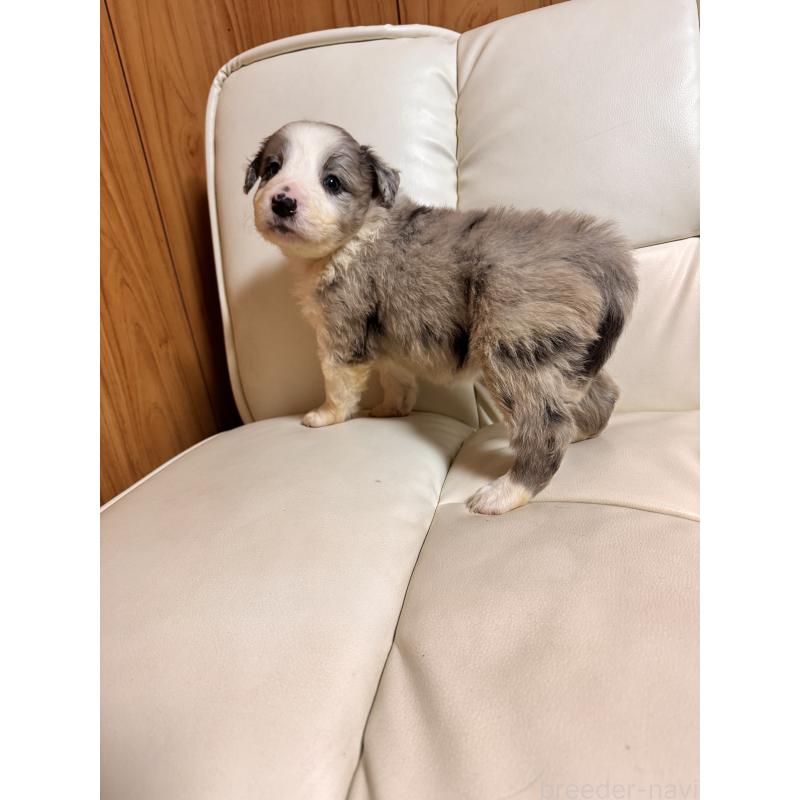 販売中の静岡県のボーダーコリー-425130の7枚目