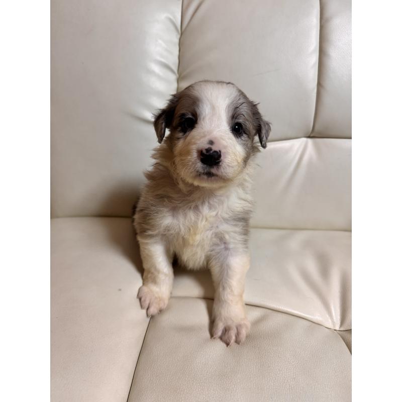 販売中の静岡県のボーダーコリー-425130の6枚目