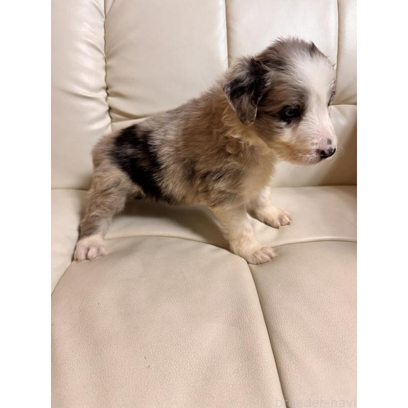 販売中の静岡県のボーダーコリー-425130の5枚目