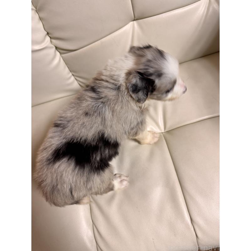 販売中の静岡県のボーダーコリー-425130の4枚目