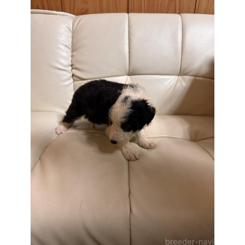 販売中の静岡県のボーダーコリー-425131の6枚目