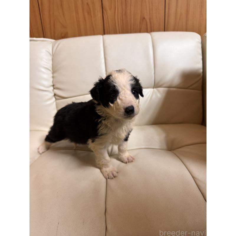 販売中の静岡県のボーダーコリー-425131の5枚目