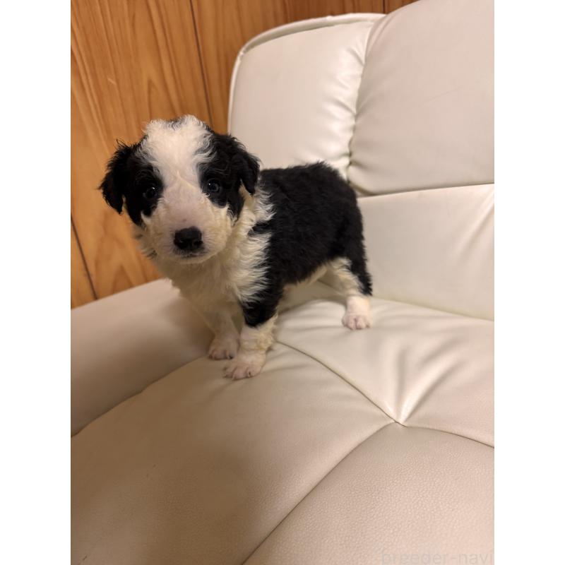 販売中の静岡県のボーダーコリー-425131の4枚目