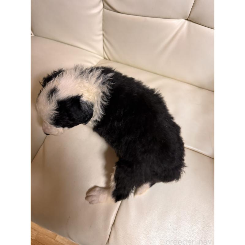 販売中の静岡県のボーダーコリー-425131の3枚目