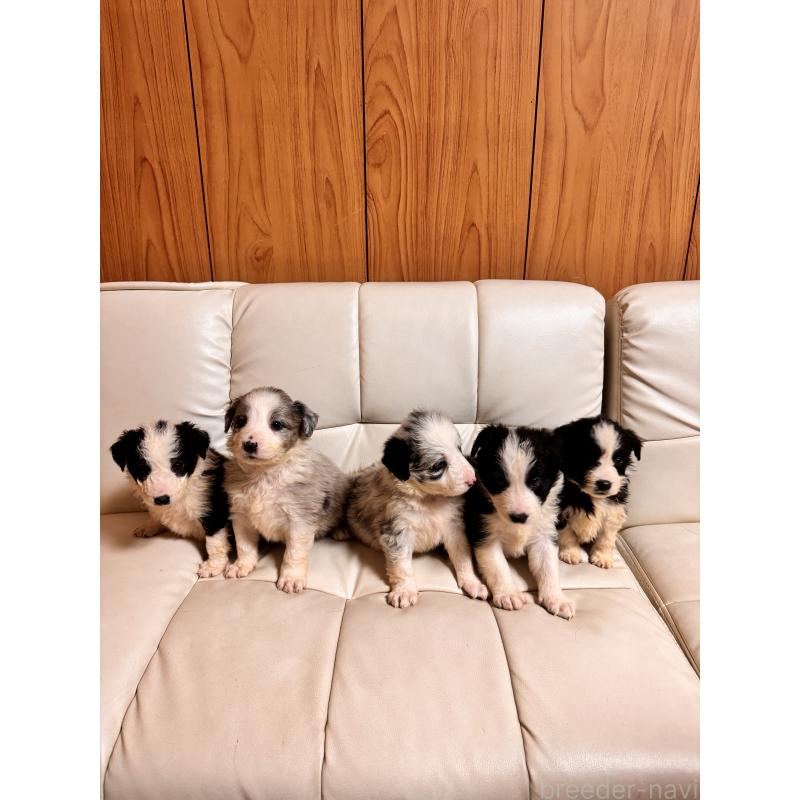 販売中の静岡県のボーダーコリー-425131の2枚目