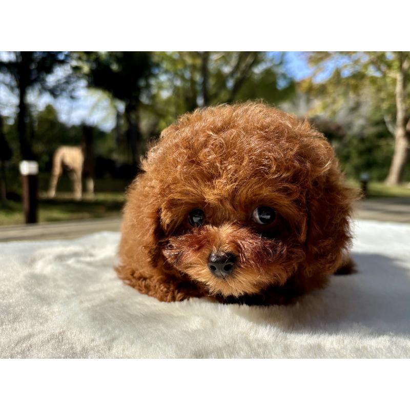 販売中の千葉県のタイニープードル-419375の2枚目