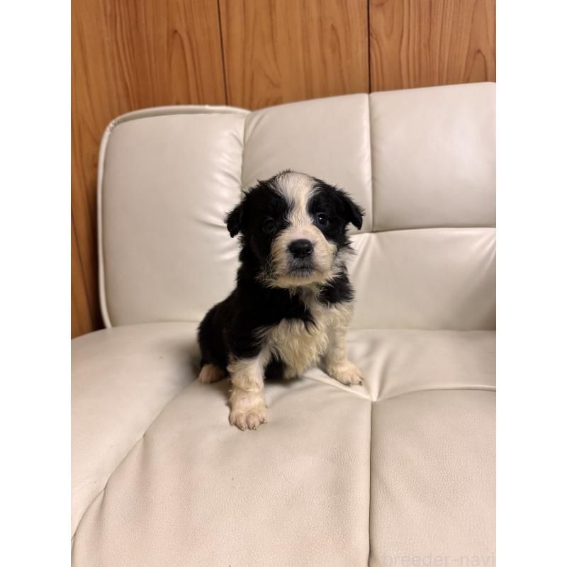 販売中の静岡県のボーダーコリー-425132の7枚目