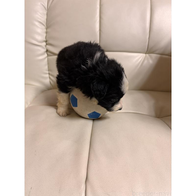 販売中の静岡県のボーダーコリー-425132の6枚目