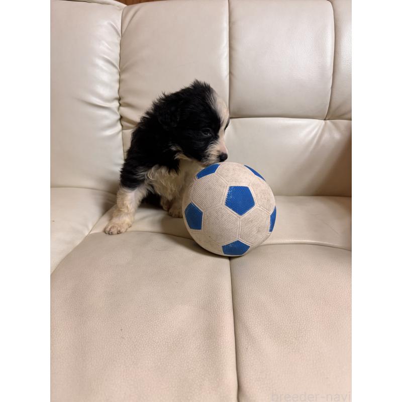 販売中の静岡県のボーダーコリー-425132の5枚目