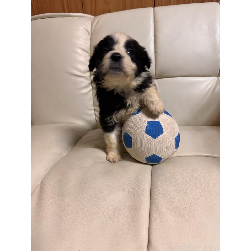 販売中の静岡県のボーダーコリー-425132の3枚目