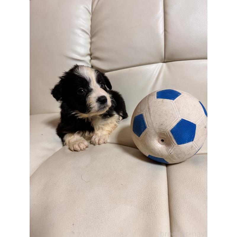 販売中の静岡県のボーダーコリー-425132の2枚目