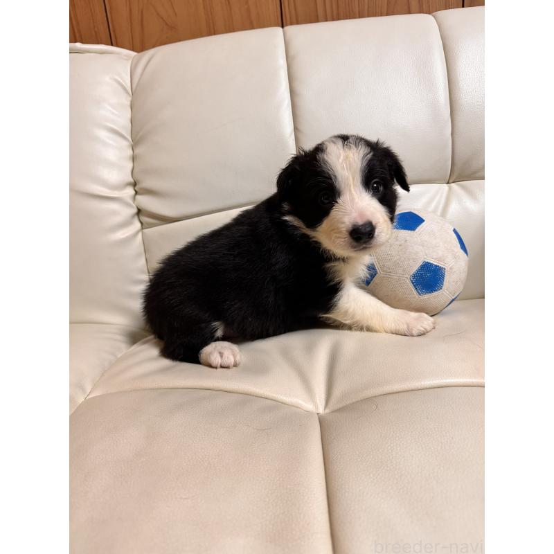 販売中の静岡県のボーダーコリー-425134の8枚目