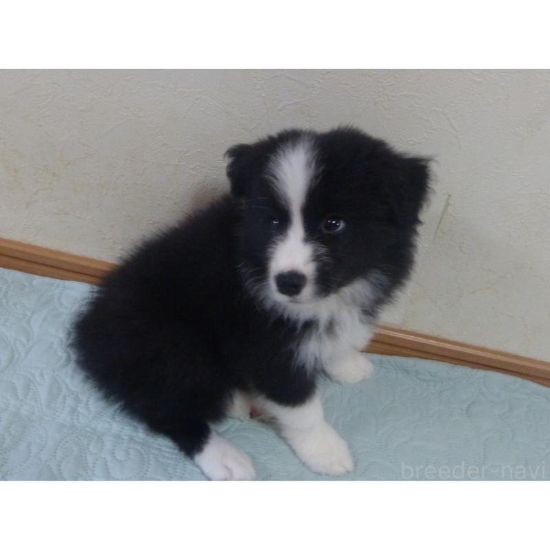 成約済の徳島県のボーダーコリー-419334の2枚目