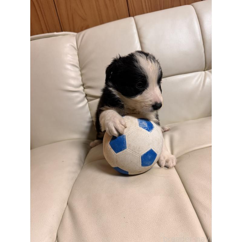 販売中の静岡県のボーダーコリー-425134の7枚目