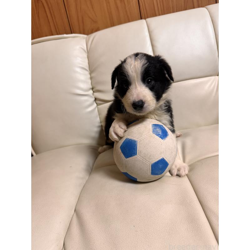 販売中の静岡県のボーダーコリー-425134の6枚目