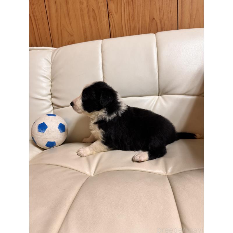 販売中の静岡県のボーダーコリー-425134の5枚目