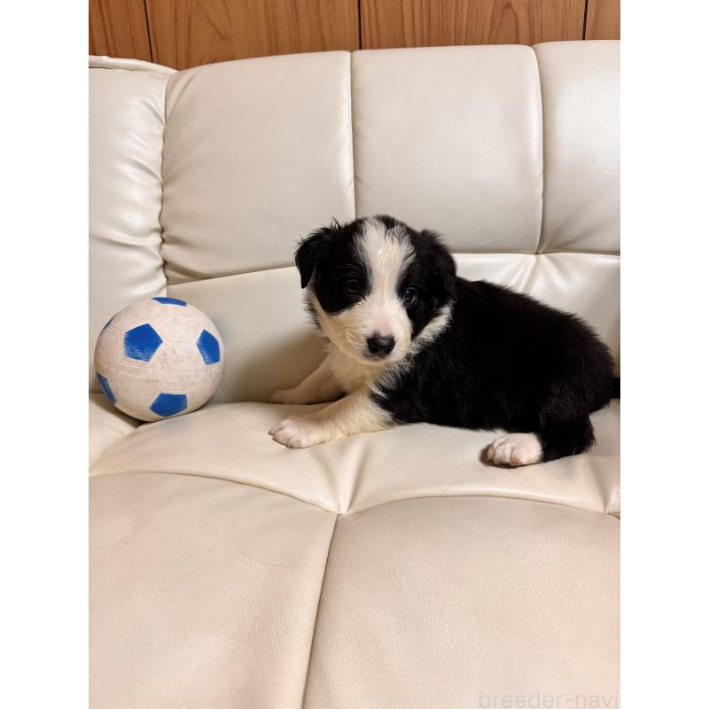 販売中の静岡県のボーダーコリー-425134の4枚目